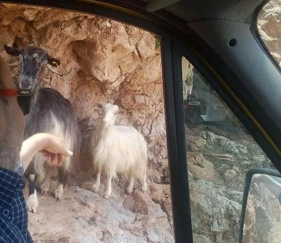 Hippie בית הארחה *