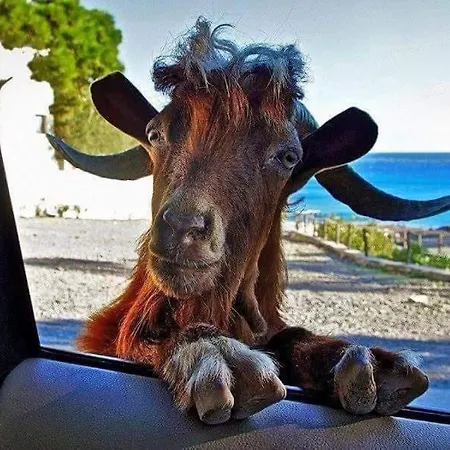 Гостьовий будинок Hippie *