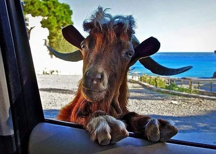 Vendégház Hippie *